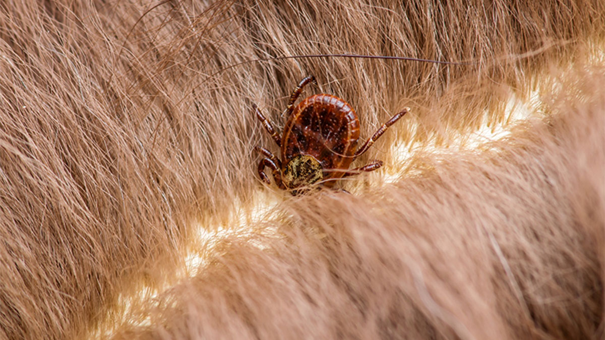 Uma carraça no meio do pelo de um animal